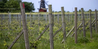 Svenska vingårdar blir fler och intresset för svenskt vin ökar. Ett forskningsprojekt undersöker nu hur svenska vingårdar kan bli en attraktiv vindestination. Arkivbild.
