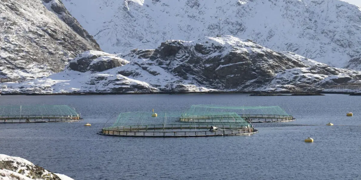 En fiskodling vid Lofoten. Arkivbild