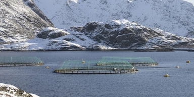En fiskodling vid Lofoten. Arkivbild