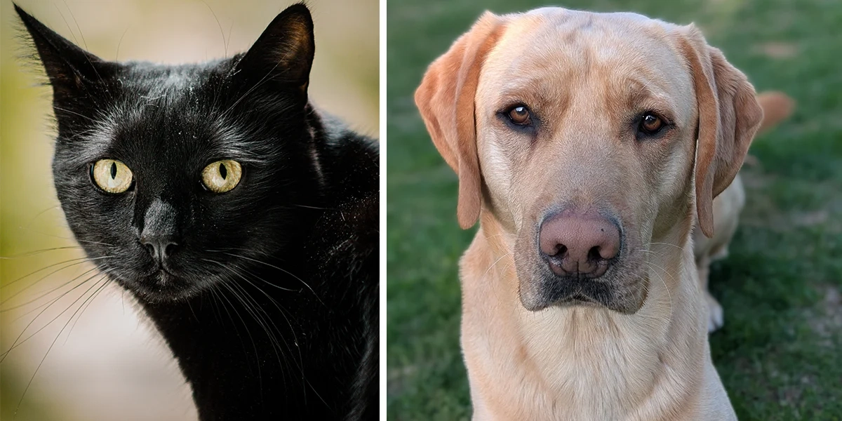 personlighet svart katt eller labrador