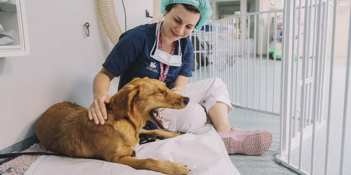 En hund hos veterinären. Veterinärvård har blivit så dyr att det snart är en klassfråga att ha ett husdjur, det vill nu Socialdemokraterna ändra på