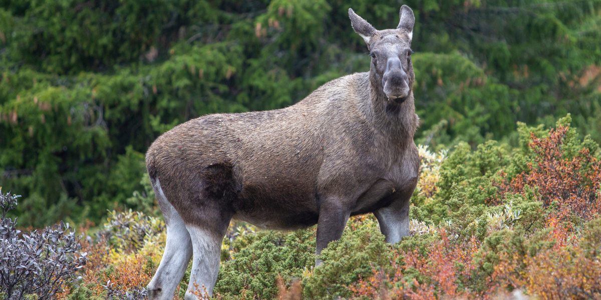 Älgar har vi en del, det är därför viktigt att veta hur bilarna står sig om en älg på motorvägen. (Foto: Paul Kleiven/NTB)